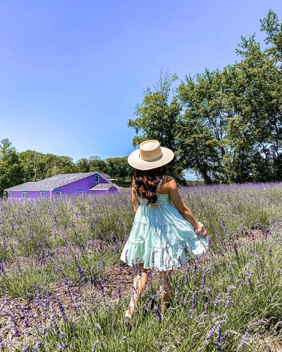Lavender Fields at Happy Day Farm